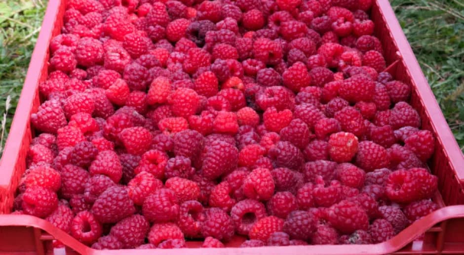 Aktualne ceny malin na skupie – ile naprawdę możesz zarobić? Sprawdź teraz!